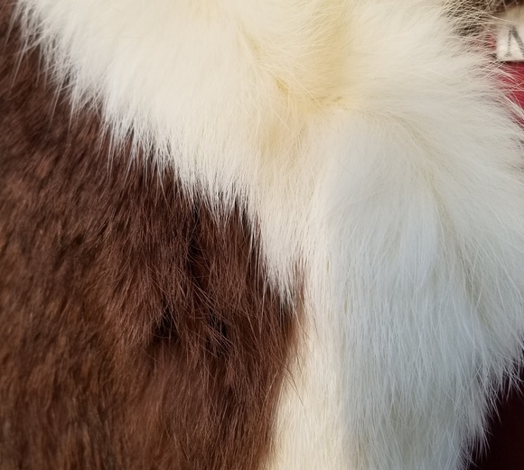 Vintage Real Rabbit Fur Coat - Picture 3 of 6